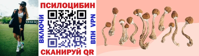 где найти наркотики  Вязники  Галлюциногенные грибы Psilocybine cubensis 